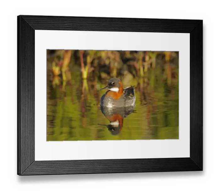 Framed Print : Red-necked Phalarope (Phalaropus lobatus) adult female, breeding plumage, swimming, Iceland, June
