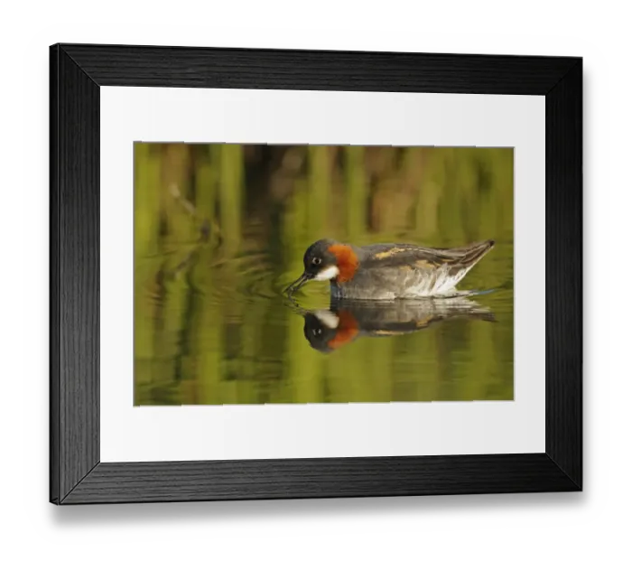Framed Print : Red-necked Phalarope (Phalaropus lobatus) adult female, breeding plumage, feeding at surface of water, Iceland, June Framed Print : Red-necked Phalarope (Phalaropus lobatus) adult female, breeding plumage, feeding at surface of water, Iceland, June