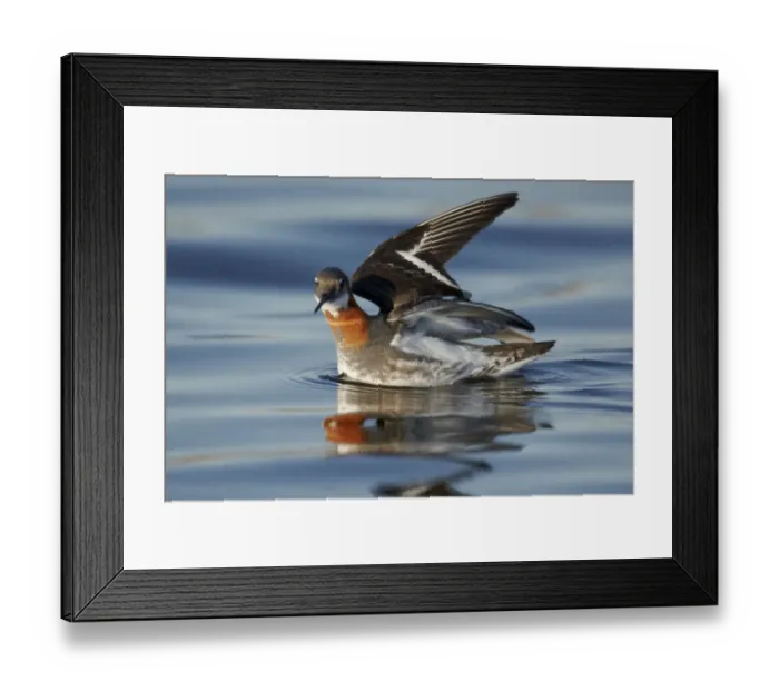 Framed Print : Red-necked Phalarope (Phalaropus lobatus) adult female, breeding plumage, with wings open, swimming, Nunavut, Canada Framed Print : Red-necked Phalarope (Phalaropus lobatus) adult female, breeding plumage, with wings open, swimming, Nunavut, Canada