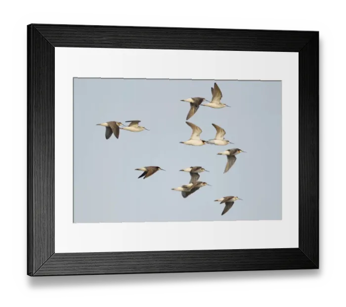 Framed Print : Wilsons Phalarope (Phalaropus tricolor) adult males and females, breeding plumage, flock in flight, South Padre Island