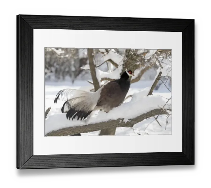 Framed Print : Brown Eared-pheasant (Crossoptilon mantchuricum) adult, standing on snow covered branch Framed Print : Brown Eared-pheasant (Crossoptilon mantchuricum) adult, standing on snow covered branch