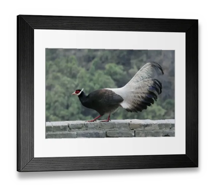 Framed Print : Brown Eared-pheasant (Crossoptilon mantchuricum) adult, feeding, standing on wall, Xuanzhong Temple, Jiaocheng Framed Print : Brown Eared-pheasant (Crossoptilon mantchuricum) adult, feeding, standing on wall, Xuanzhong Temple, Jiaocheng