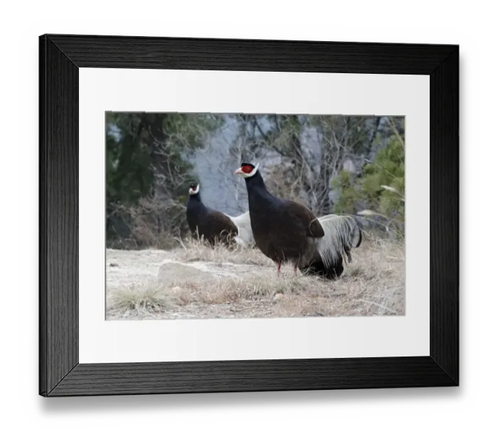 Framed Print : Brown Eared-pheasant (Crossoptilon mantchuricum) two adults, standing, near Xuanzhong Temple, Jiaocheng Framed Print : Brown Eared-pheasant (Crossoptilon mantchuricum) two adults, standing, near Xuanzhong Temple, Jiaocheng