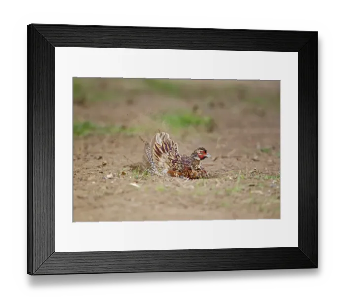 Framed Print : Common Pheasant (Phasianus colchicus) immature male, dust bathing, Suffolk, England, August Framed Print : Common Pheasant (Phasianus colchicus) immature male, dust bathing, Suffolk, England, August