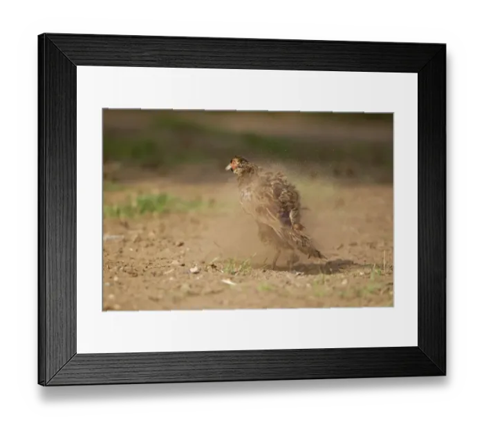 Framed Print : Common Pheasant (Phasianus colchicus) immature male, shaking feathers after dust bathing, Suffolk, England, August