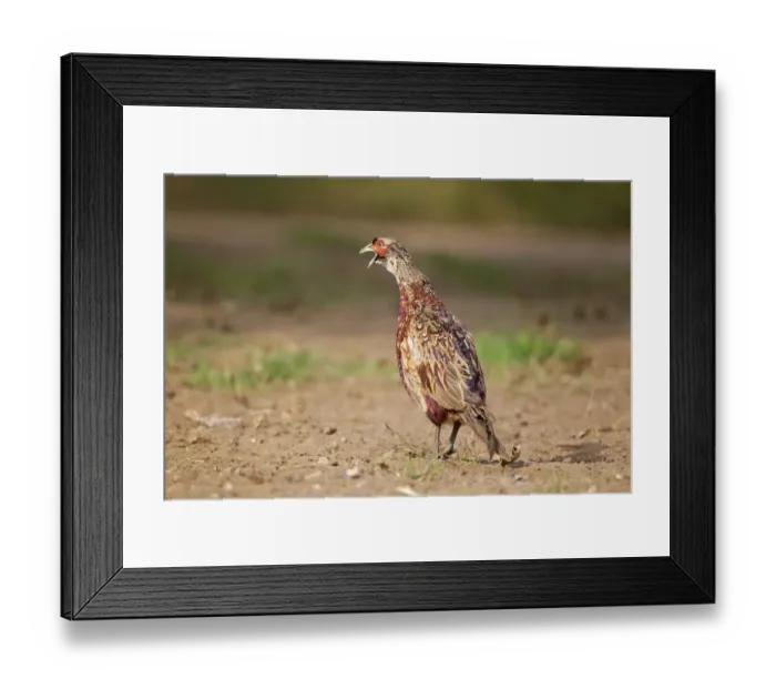 Framed Print : Common Pheasant (Phasianus colchicus) immature male, calling, standing on field edge, Suffolk, England, August Framed Print : Common Pheasant (Phasianus colchicus) immature male, calling, standing on field edge, Suffolk, England, August
