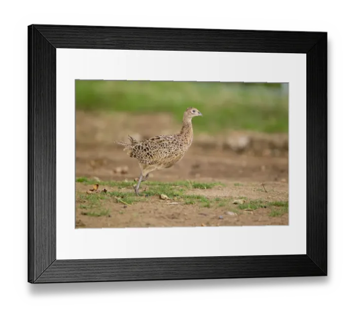 Framed Print : Common Pheasant (Phasianus colchicus) immature female, running, Suffolk, England, August