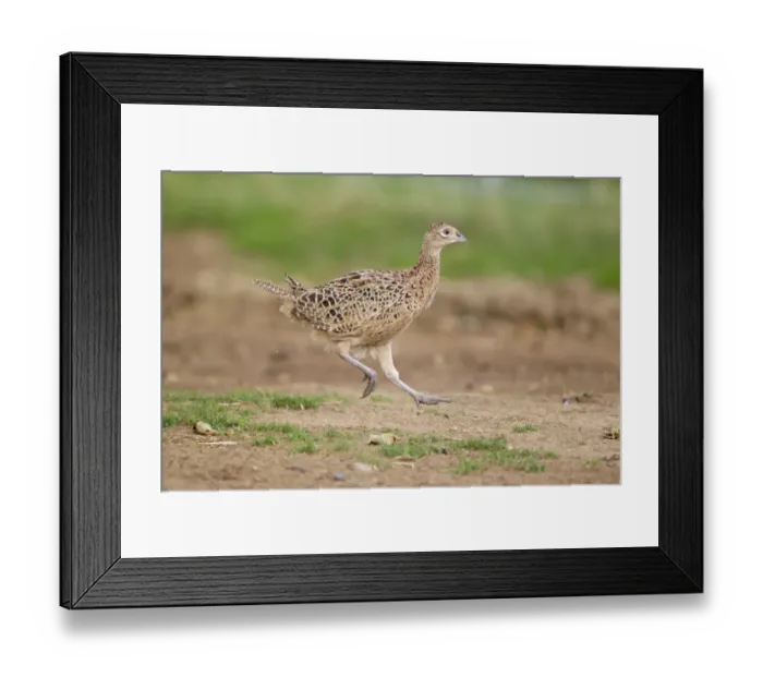 Framed Print : Common Pheasant (Phasianus colchicus) immature female, running, Suffolk, England, August Framed Print : Common Pheasant (Phasianus colchicus) immature female, running, Suffolk, England, August