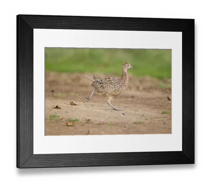 Framed Print : Common Pheasant (Phasianus colchicus) immature female, running, Suffolk, England, August Framed Print : Common Pheasant (Phasianus colchicus) immature female, running, Suffolk, England, August