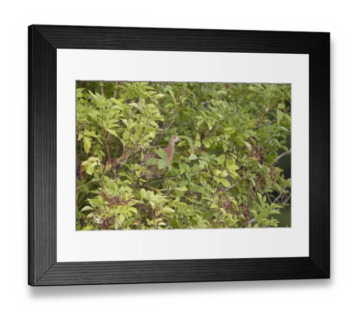 Framed Print : Common Pheasant (Phasianus colchicus) immature female, perched in Elder (Sambucus nigra) with berries, Suffolk Framed Print : Common Pheasant (Phasianus colchicus) immature female, perched in Elder (Sambucus nigra) with berries, Suffolk