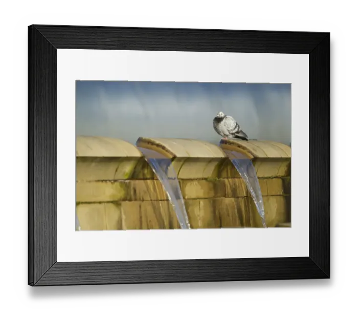 Framed Print : Feral Pigeon (Columba livia) adult, standing on fountain at city train station, Sheffield, South Yorkshire, England Framed Print : Feral Pigeon (Columba livia) adult, standing on fountain at city train station, Sheffield, South Yorkshire, England