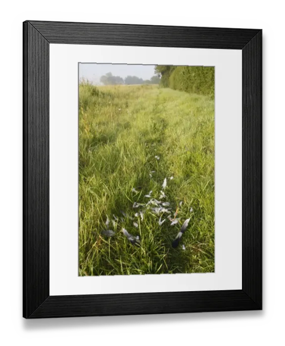 Framed Print : Wood Pigeon (Columba palumbus) plucked feathers, remains of kill on field headland in farmland, Bacton, Suffolk Framed Print : Wood Pigeon (Columba palumbus) plucked feathers, remains of kill on field headland in farmland, Bacton, Suffolk