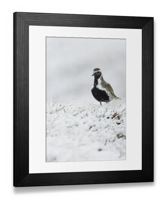 Framed Print : Eurasian Golden Plover (Pluvialis apricaria) adult, breeding plumage, standing on snow covered moorland, Iceland, June Framed Print : Eurasian Golden Plover (Pluvialis apricaria) adult, breeding plumage, standing on snow covered moorland, Iceland, June