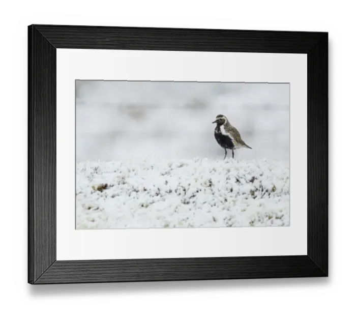 Framed Print : Eurasian Golden Plover (Pluvialis apricaria) adult, breeding plumage, standing on snow covered moorland, Iceland, June Framed Print : Eurasian Golden Plover (Pluvialis apricaria) adult, breeding plumage, standing on snow covered moorland, Iceland, June
