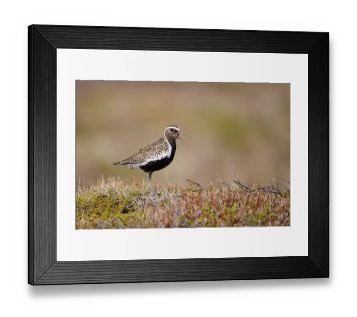 Framed Print : Eurasian Golden Plover (Pluvialis apricaria) adult, breeding plumage, calling, standing on moorland, Iceland, June Framed Print : Eurasian Golden Plover (Pluvialis apricaria) adult, breeding plumage, calling, standing on moorland, Iceland, June