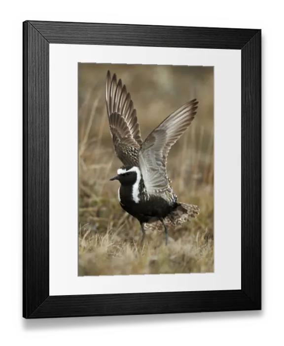 Framed Print : American Golden Plover (Pluvialis dominica) adult male, breeding plumage, performing broken wing distraction display