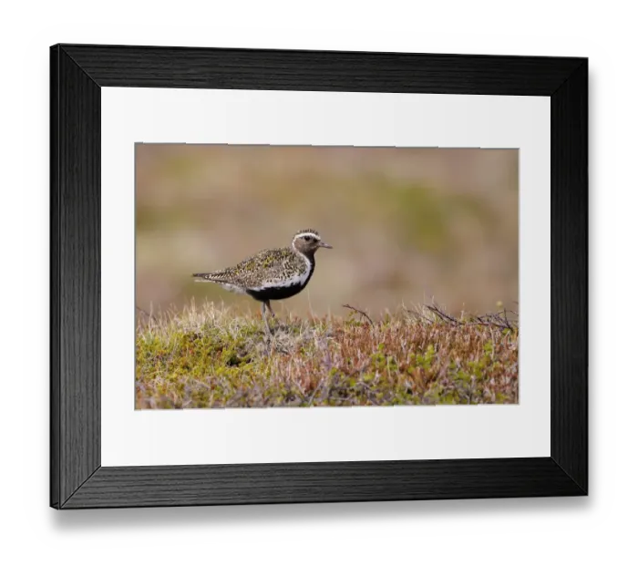 Framed Print : Eurasian Golden Plover (Pluvialis apricaria) adult, breeding plumage, standing on moorland, Iceland, June Framed Print : Eurasian Golden Plover (Pluvialis apricaria) adult, breeding plumage, standing on moorland, Iceland, June