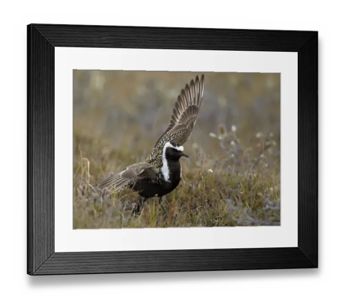 Framed Print : American Golden Plover (Pluvialis dominica) adult male, breeding plumage, performing broken wing distraction display