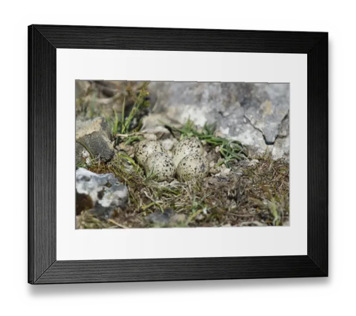 Framed Print : Ringed Plover (Charadrius hiaticula) four eggs at nest, Shetland Islands, Scotland, June Framed Print : Ringed Plover (Charadrius hiaticula) four eggs at nest, Shetland Islands, Scotland, June