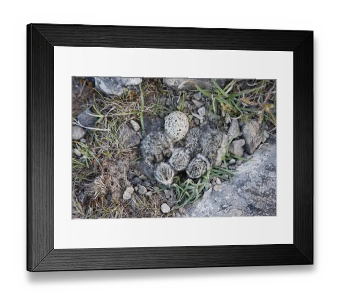 Framed Print : Ringed Plover (Charadrius hiaticula) three newly hatched chicks, with one unhatched egg at nest, Shetland Islands Framed Print : Ringed Plover (Charadrius hiaticula) three newly hatched chicks, with one unhatched egg at nest, Shetland Islands