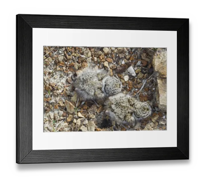 Framed Print : Ringed Plover (Charadrius hiaticula) two newly hatched chicks, Shetland Islands, Scotland, June Framed Print : Ringed Plover (Charadrius hiaticula) two newly hatched chicks, Shetland Islands, Scotland, June