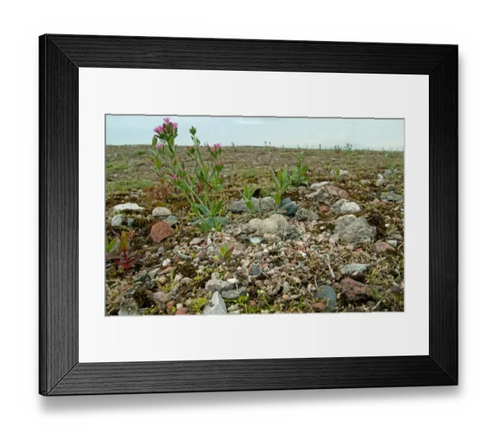 Framed Print : Little Ringed Plover (Charadrius dubius) two chicks and eggs, camouflaged at nest, Merseyside, England, june Framed Print : Little Ringed Plover (Charadrius dubius) two chicks and eggs, camouflaged at nest, Merseyside, England, june