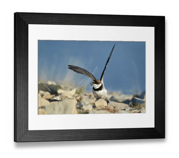 Framed Print : Semipalmated Plover (Charadrius semipalmatus) adult, breeding plumage, performing broken wing distraction display near Framed Print : Semipalmated Plover (Charadrius semipalmatus) adult, breeding plumage, performing broken wing distraction display near