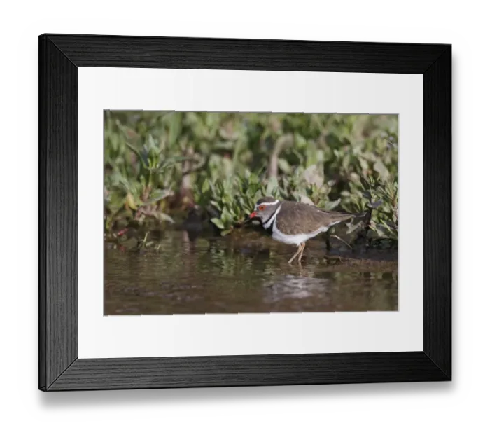 Framed Print : Three-banded Plover (Charadrius tricollaris) adult, feeding in stream, Karoo N. P. Western Cape, South Africa, October Framed Print : Three-banded Plover (Charadrius tricollaris) adult, feeding in stream, Karoo N. P. Western Cape, South Africa, October