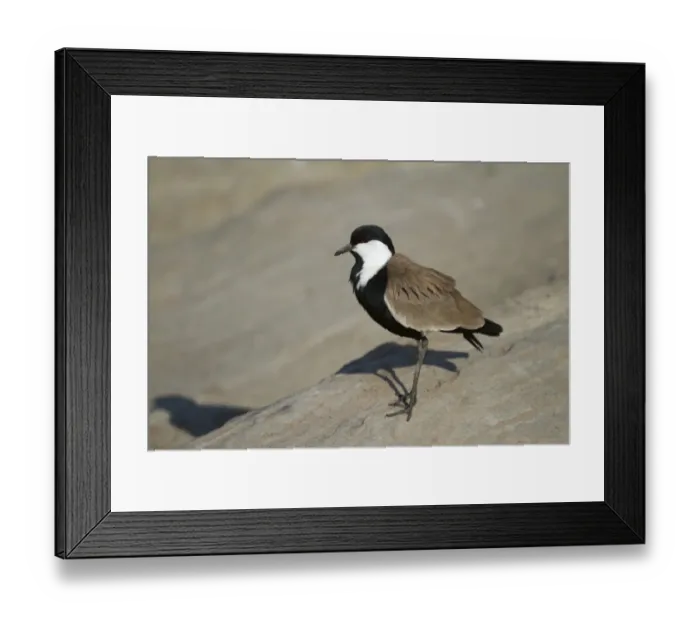 Framed Print : Spur-winged Lapwing (Vanellus spinosus) adult, standing on rock, Masai Mara, Kenya, August Framed Print : Spur-winged Lapwing (Vanellus spinosus) adult, standing on rock, Masai Mara, Kenya, August