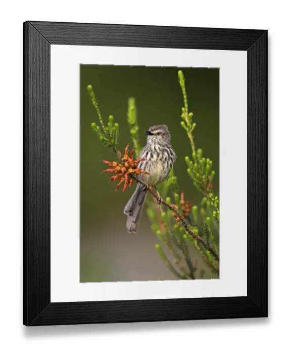 Framed Print : Karoo Prinia (Prinia maculosa) adult, calling, perched on stem, Cape Town, Western Cape Province, South Africa Framed Print : Karoo Prinia (Prinia maculosa) adult, calling, perched on stem, Cape Town, Western Cape Province, South Africa