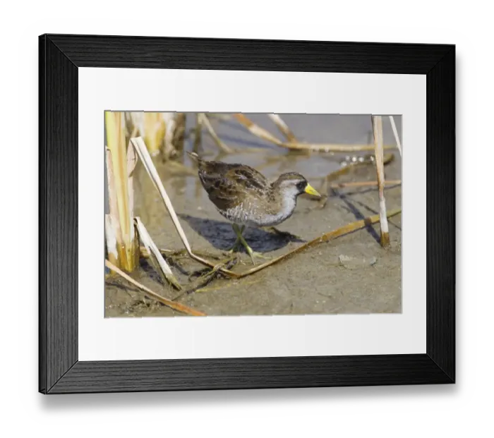 Framed Print : Sora Rail (Porzana carolina) adult, breeding plumage, foraging on mud, South Padre Island, Texas, U. S. A. april