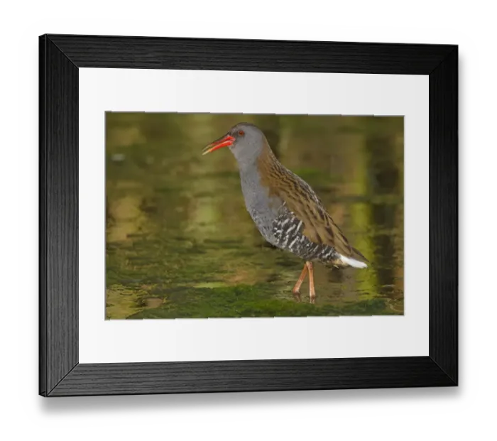 Framed Print : Water Rail (Rallus aquaticus) adult, calling, standing in open water, Northern Spain, may Framed Print : Water Rail (Rallus aquaticus) adult, calling, standing in open water, Northern Spain, may