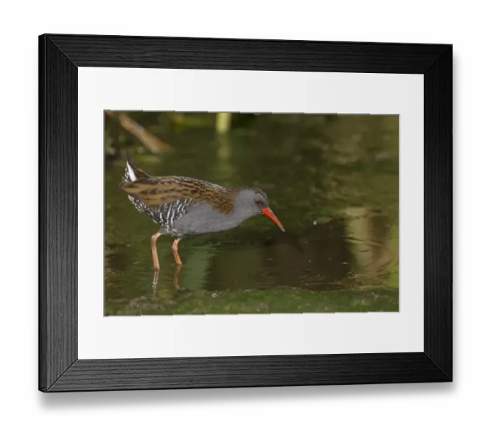 Framed Print : Water Rail (Rallus aquaticus) adult, foraging in open water, Northern Spain, may Framed Print : Water Rail (Rallus aquaticus) adult, foraging in open water, Northern Spain, may