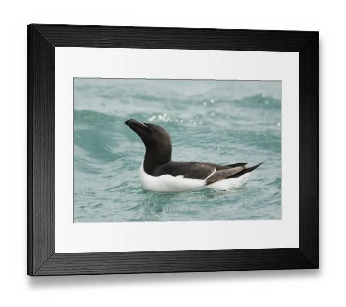 Framed Print : Razorbill (Alca torda) adult, summer plumage, swimming on sea in bright sunshine, Pembrokeshire, Wales, May Framed Print : Razorbill (Alca torda) adult, summer plumage, swimming on sea in bright sunshine, Pembrokeshire, Wales, May