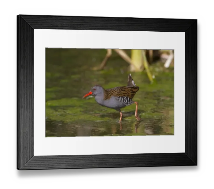 Framed Print : Water Rail (Rallus aquaticus) adult, foraging in open water, Northern Spain, may Framed Print : Water Rail (Rallus aquaticus) adult, foraging in open water, Northern Spain, may