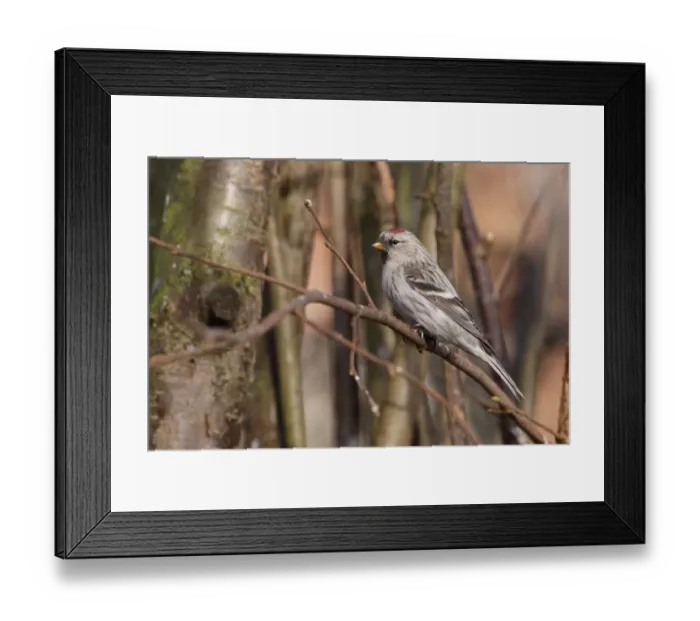 Framed Print : Couess Arctic Redpoll (Carduelis hornemanni exilipes) adult female / first winter plumage, perched on twig, Kelling Framed Print : Couess Arctic Redpoll (Carduelis hornemanni exilipes) adult female / first winter plumage, perched on twig, Kelling