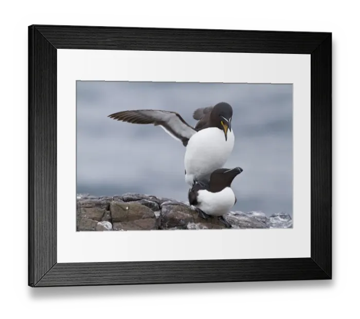 Framed Print : Razorbill (Alca torda) adult pair, mating, Farne Islands, Northumberland, England, June Framed Print : Razorbill (Alca torda) adult pair, mating, Farne Islands, Northumberland, England, June