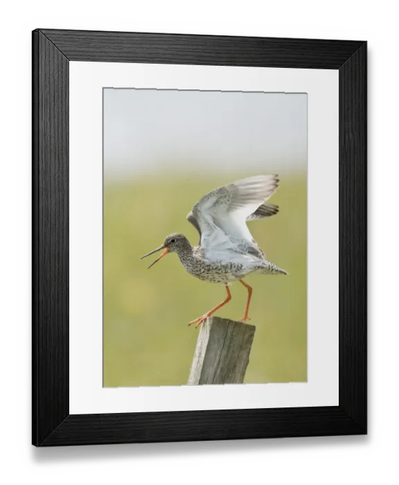 Framed Print : Common Redshank (Tringa totanus) adult, summer plumage, calling, standing on post with wings raised, Uist