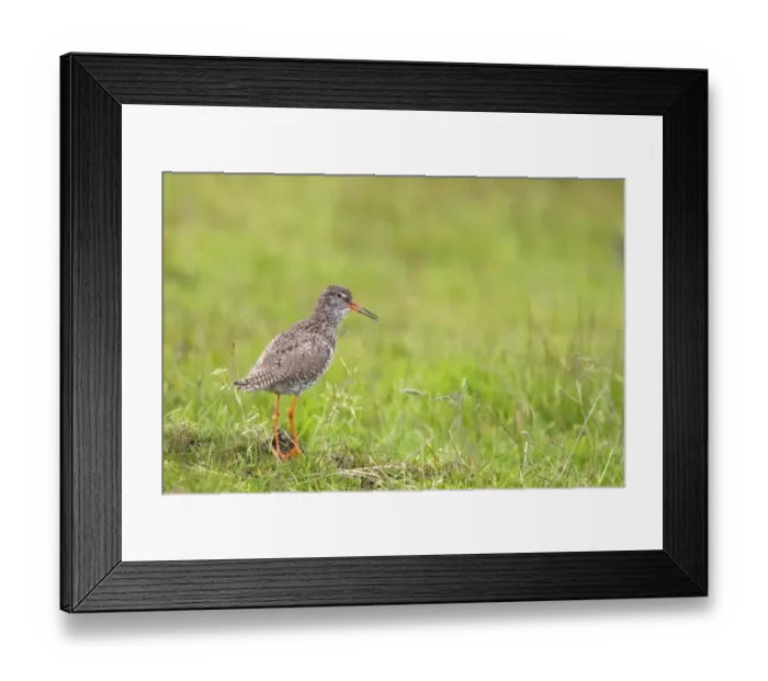 Framed Print : Common Redshank (Tringa totanus) adult, summer plumage, calling, standing in field, Lammermuirs, Berwickshire Framed Print : Common Redshank (Tringa totanus) adult, summer plumage, calling, standing in field, Lammermuirs, Berwickshire