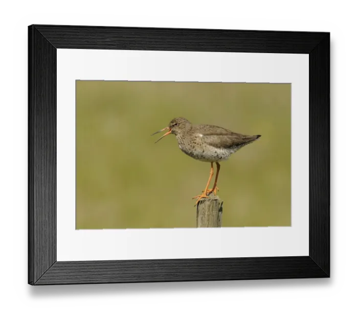 Framed Print : Common Redshank (Tringa totanus) adult, breeding plumage, calling, standing on fencepost, Iceland, June Framed Print : Common Redshank (Tringa totanus) adult, breeding plumage, calling, standing on fencepost, Iceland, June