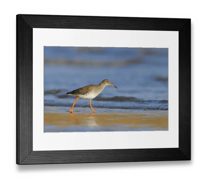 Framed Print : Common Redshank (Tringa totanus) adult, winter plumage, walking along sea shore in shallow water, Yorkshire, England Framed Print : Common Redshank (Tringa totanus) adult, winter plumage, walking along sea shore in shallow water, Yorkshire, England