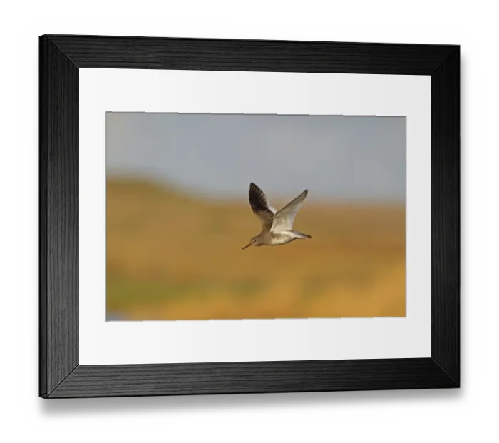 Framed Print : Common Redshank (Tringa totanus) adult, winter plumage, in flight, Norfolk, England, December Framed Print : Common Redshank (Tringa totanus) adult, winter plumage, in flight, Norfolk, England, December