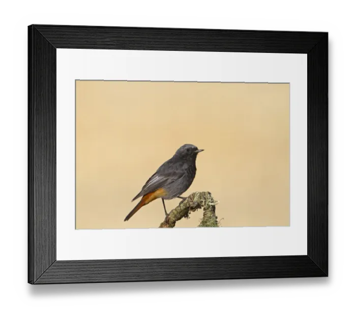 Framed Print : Black Redstart (Phoenicurus ochruros) adult male, perched on twig, Castilla y Leon, Spain, September Framed Print : Black Redstart (Phoenicurus ochruros) adult male, perched on twig, Castilla y Leon, Spain, September