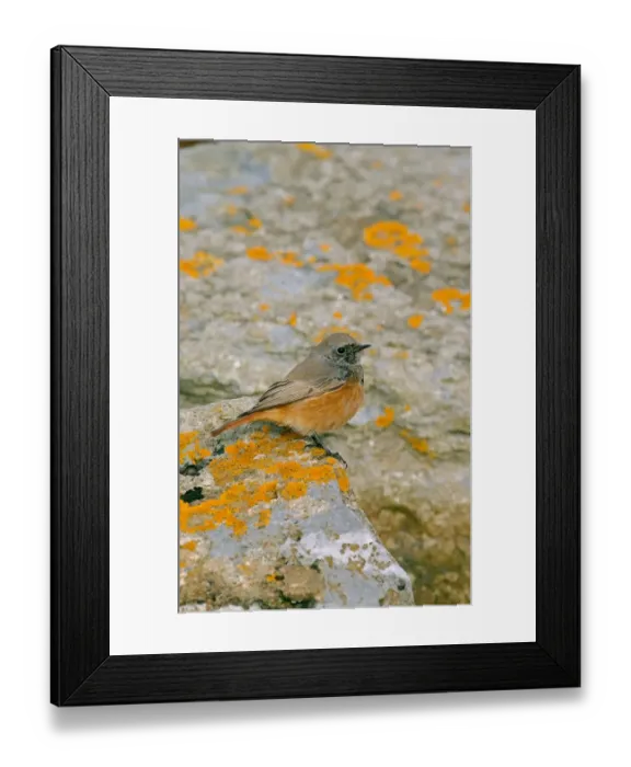 Framed Print : Eastern Black Redstart (Phoenicurus ochruros phoenicuroides) adult male, perched on rock, Holy Island, Northumberland Framed Print : Eastern Black Redstart (Phoenicurus ochruros phoenicuroides) adult male, perched on rock, Holy Island, Northumberland