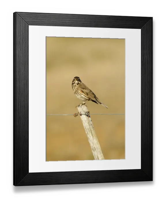 Framed Print : Redwing (Turdus iliacus) adult, perched on fencepost, Iceland, June Framed Print : Redwing (Turdus iliacus) adult, perched on fencepost, Iceland, June