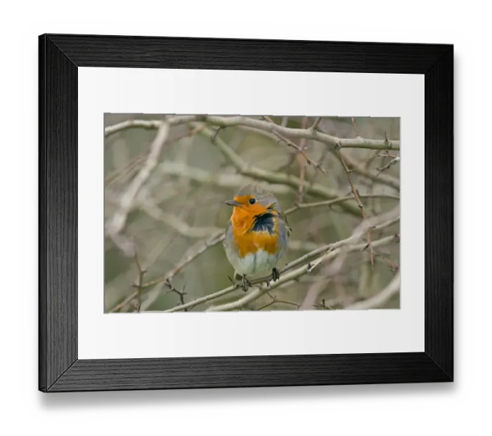 Framed Print : European Robin (Erithacus rubecula) adult, with windblown feathers, perched on twig, Merseyside, England, february Framed Print : European Robin (Erithacus rubecula) adult, with windblown feathers, perched on twig, Merseyside, England, february