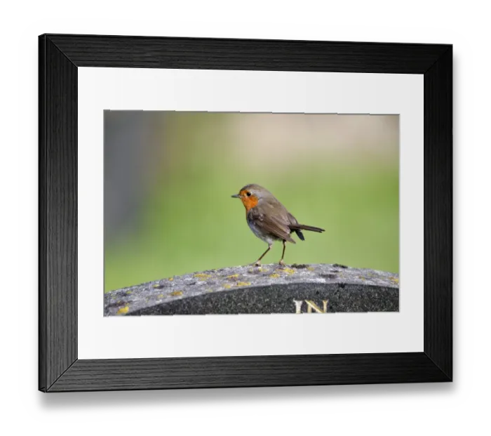 Framed Print : European Robin (Erithacus rubecula) adult, perched on gravestone in churchayrd, Warwickshire, England, July Framed Print : European Robin (Erithacus rubecula) adult, perched on gravestone in churchayrd, Warwickshire, England, July