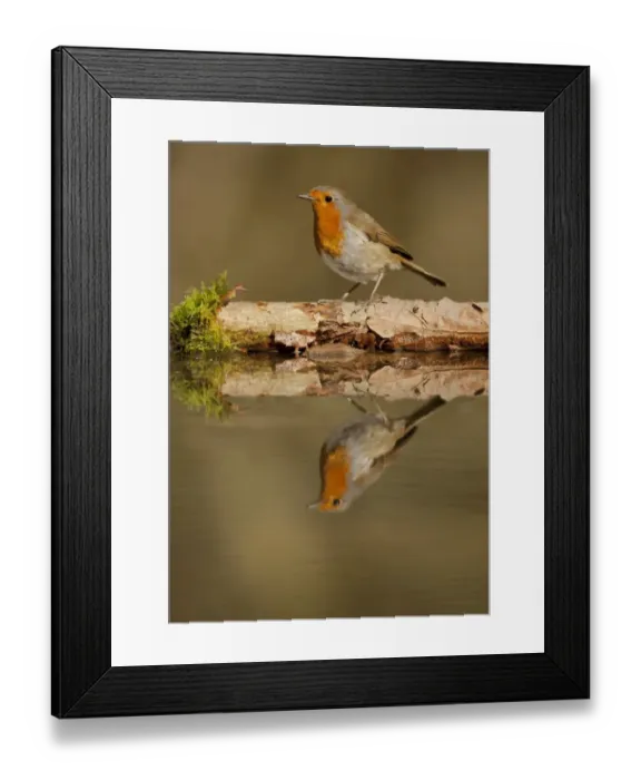 Framed Print : European Robin (Erithacus rubecula) adult, standing at edge of pond with reflection, South Yorkshire, England, March Framed Print : European Robin (Erithacus rubecula) adult, standing at edge of pond with reflection, South Yorkshire, England, March