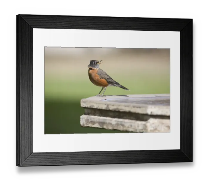 Framed Print : American Robin (Turdus migratorius) juvenile, with deformed upper mandible to beak, perched on birdbath in garden Framed Print : American Robin (Turdus migratorius) juvenile, with deformed upper mandible to beak, perched on birdbath in garden
