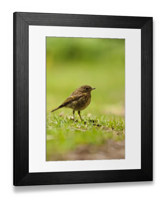 Framed Print : European Robin (Erithacus rubecula) juvenile, standing on grass, New Forest, Hampshire, England, July Framed Print : European Robin (Erithacus rubecula) juvenile, standing on grass, New Forest, Hampshire, England, July